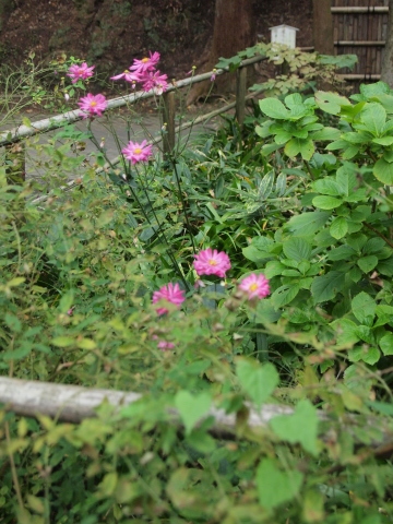 北鎌倉に紅葉の写真と撮りに行かない？_b0331802_20124569.jpg