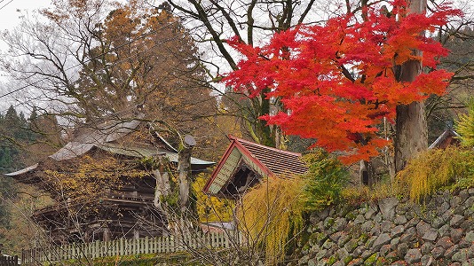 銀杏の落ち葉掻き_c0336902_2004649.jpg