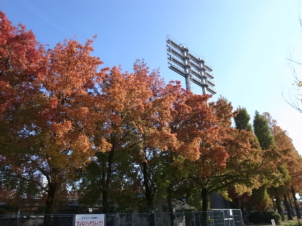 岡山県総合グラウンドの紅葉　２０１６年_f0197703_15163582.jpg