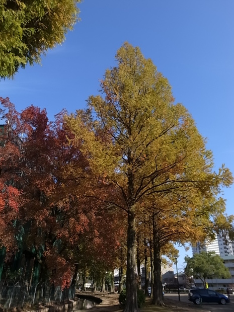 岡山県総合グラウンドの紅葉　２０１６年_f0197703_15173503.jpg