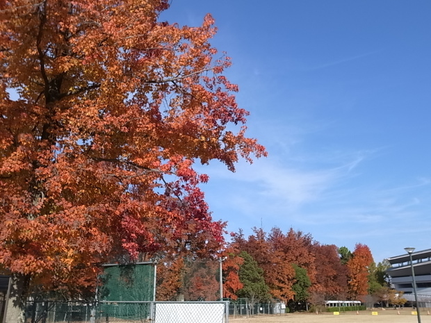 岡山県総合グラウンドの紅葉　２０１６年_f0197703_15184855.jpg