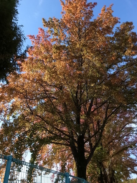 岡山県総合グラウンドの紅葉　２０１６年_f0197703_15192580.jpg