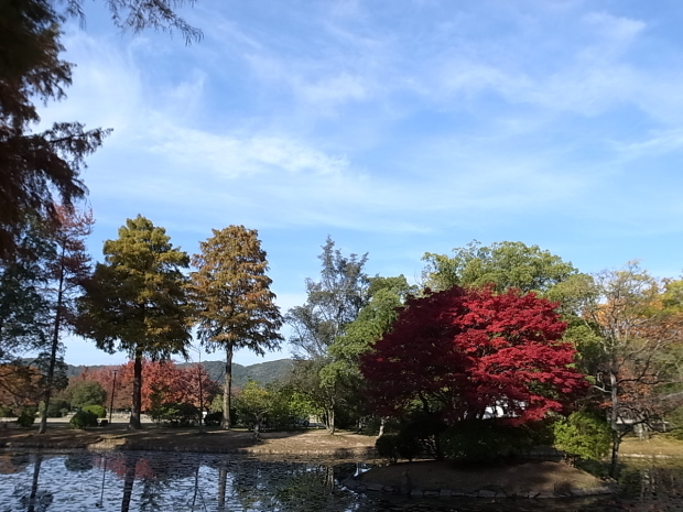 岡山県総合グラウンドの紅葉　２０１６年_f0197703_15195142.jpg