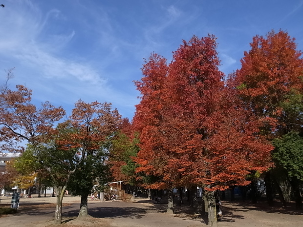 岡山県総合グラウンドの紅葉　２０１６年_f0197703_15202051.jpg