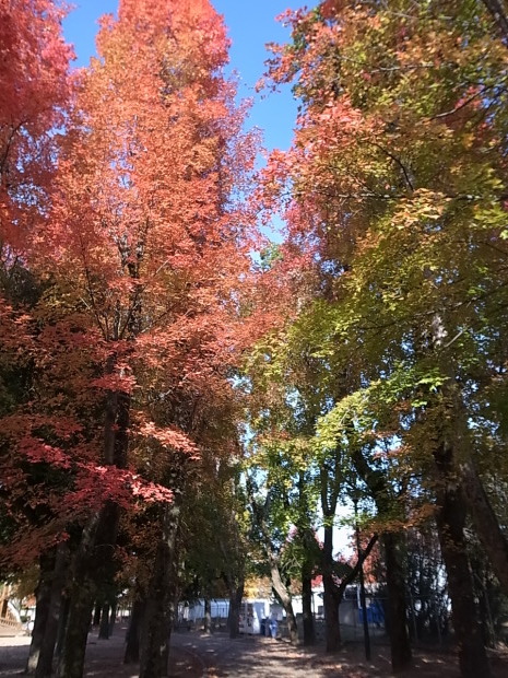 岡山県総合グラウンドの紅葉　２０１６年_f0197703_15203748.jpg