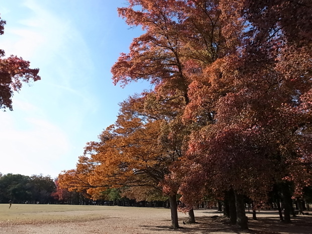 岡山県総合グラウンドの紅葉　２０１６年_f0197703_15210207.jpg