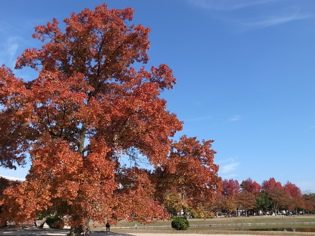 岡山県総合グラウンドの紅葉　２０１６年_f0197703_15212900.jpg