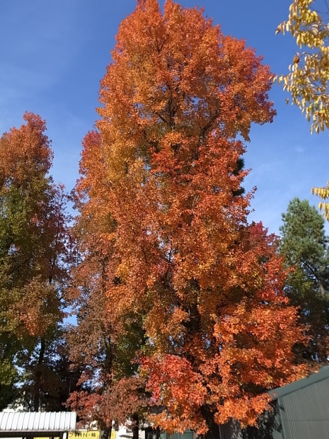 岡山県総合グラウンドの紅葉　２０１６年_f0197703_15214589.jpg