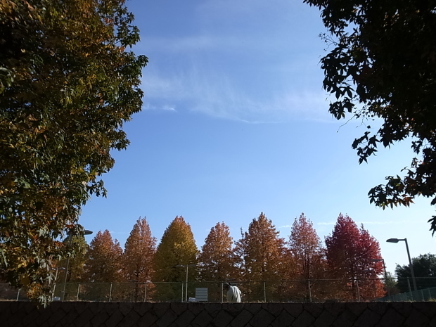 岡山県総合グラウンドの紅葉　２０１６年_f0197703_15221991.jpg