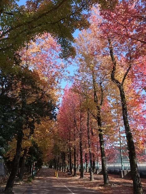 岡山県総合グラウンドの紅葉　２０１６年_f0197703_15231809.jpg