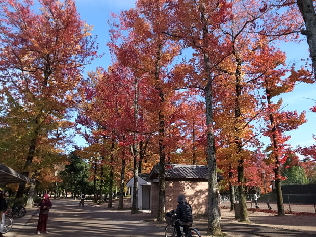 岡山県総合グラウンドの紅葉　２０１６年_f0197703_15241284.jpg