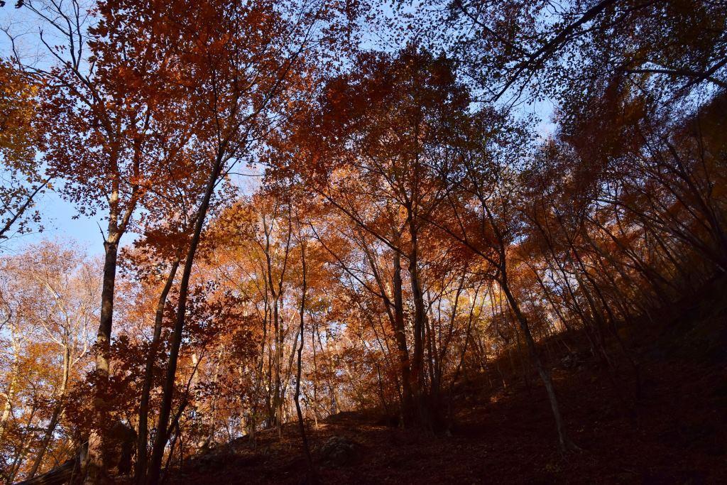 2016/11/13 王城山　不動大橋　吾妻渓谷（八ツ場ダム周辺）_a0340812_17321094.jpg