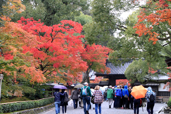 紅葉探訪8 金閣寺と妙満寺_e0048413_21473949.jpg
