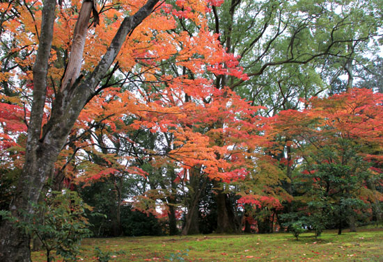 紅葉探訪8 金閣寺と妙満寺_e0048413_21475386.jpg