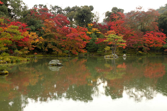 紅葉探訪8 金閣寺と妙満寺_e0048413_21483796.jpg