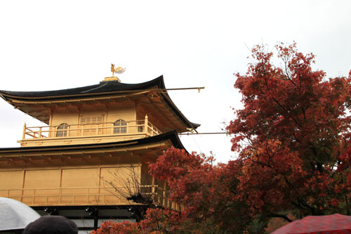 紅葉探訪8 金閣寺と妙満寺_e0048413_21484959.jpg