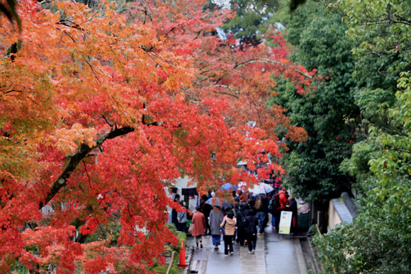 紅葉探訪8 金閣寺と妙満寺_e0048413_2149235.jpg