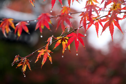 紅葉探訪8 金閣寺と妙満寺_e0048413_21512640.jpg