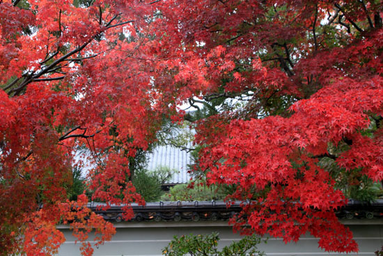 紅葉探訪8 金閣寺と妙満寺_e0048413_2151918.jpg