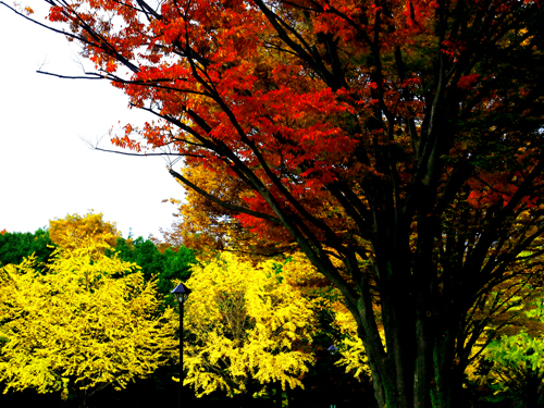 光が丘公園の秋景色　（11月15日）_a0023315_12451675.jpg