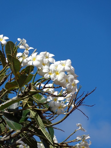 島の植物_a0279116_18430685.jpg