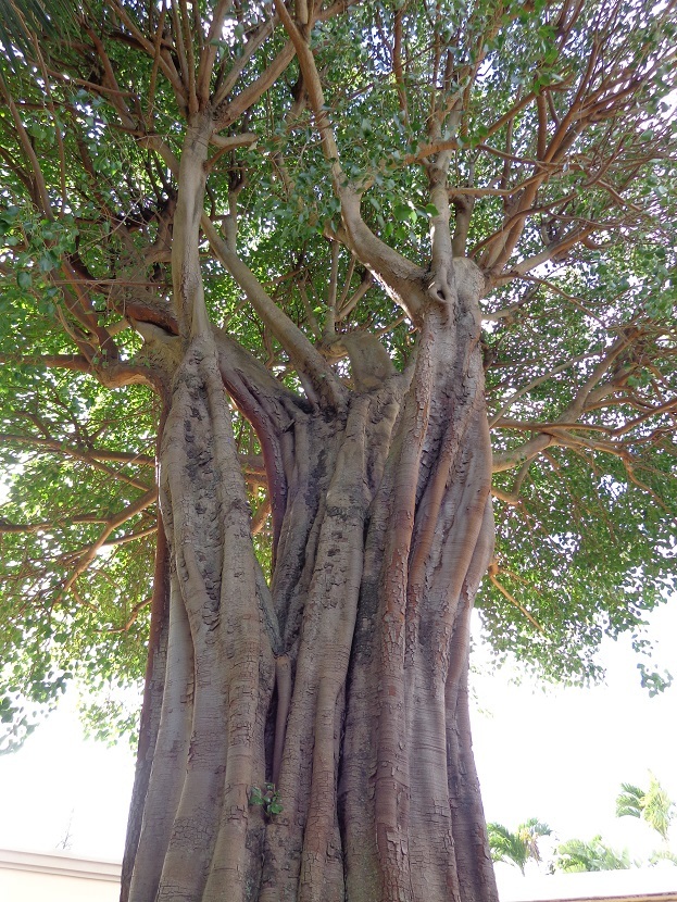 島の植物_a0279116_18443207.jpg