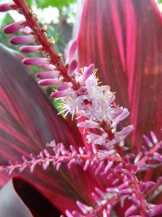 島の植物_a0279116_18470317.jpg