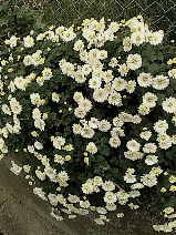 f0354923_20145263.jpg