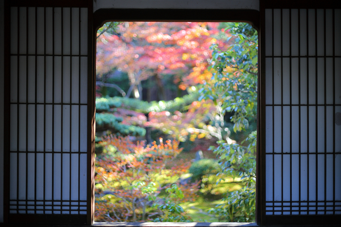 紅葉の建仁寺 －西来院－_b0169330_23294226.jpg