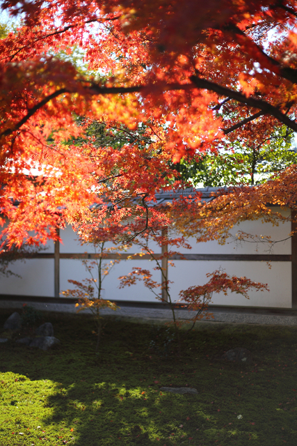 紅葉の建仁寺 －西来院－_b0169330_23324018.jpg