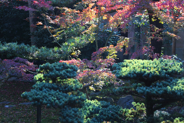 紅葉の建仁寺 －西来院－_b0169330_7182496.jpg