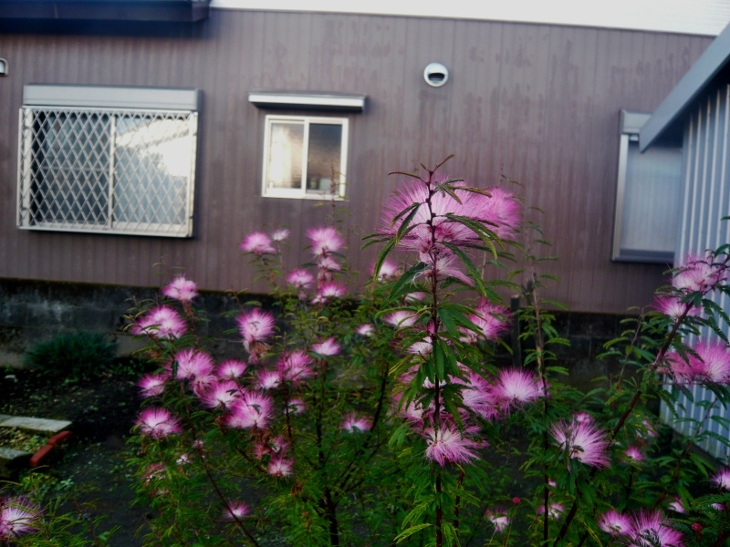 a0206332_10300031.jpg