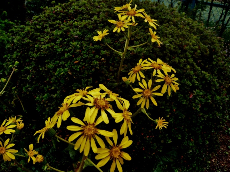 a0206332_10301800.jpg
