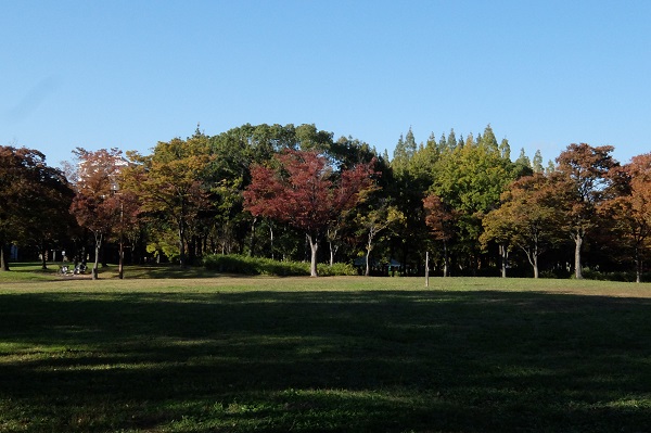 神宮東公園の秋 街歩き 街写し 神宮東公園の秋 街歩き 街写し