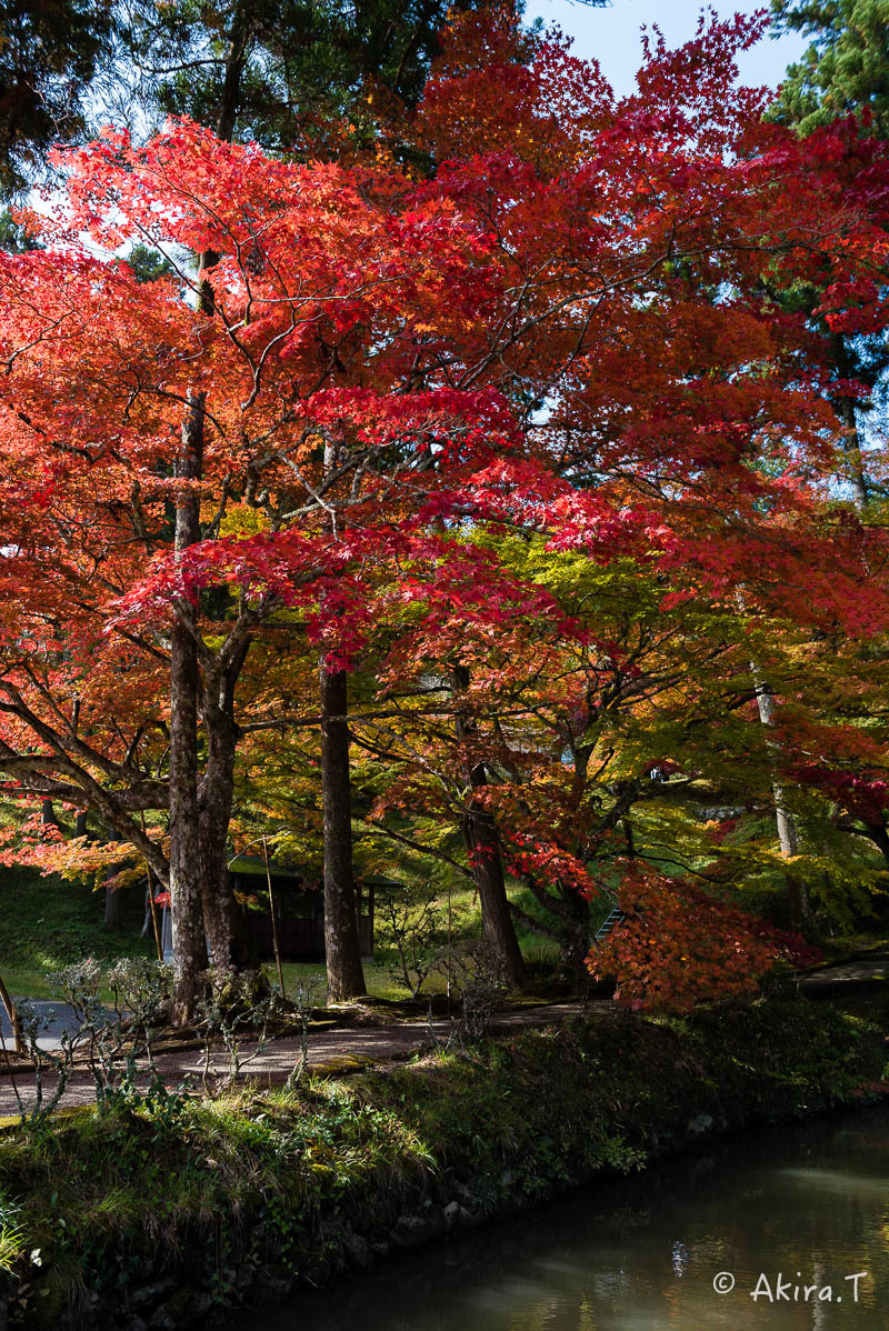 京都の紅葉 2016 〜2〜_f0152550_23124585.jpg