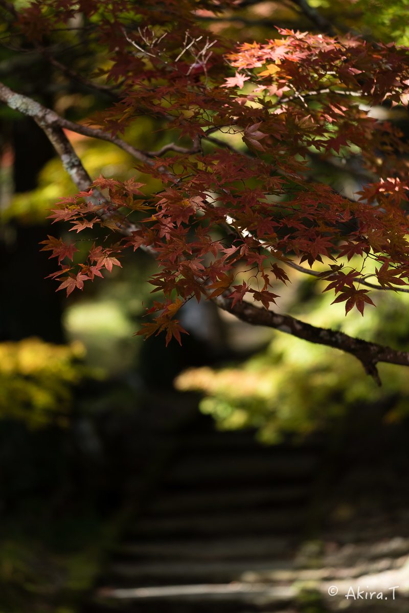 京都の紅葉 2016 〜2〜_f0152550_23150007.jpg