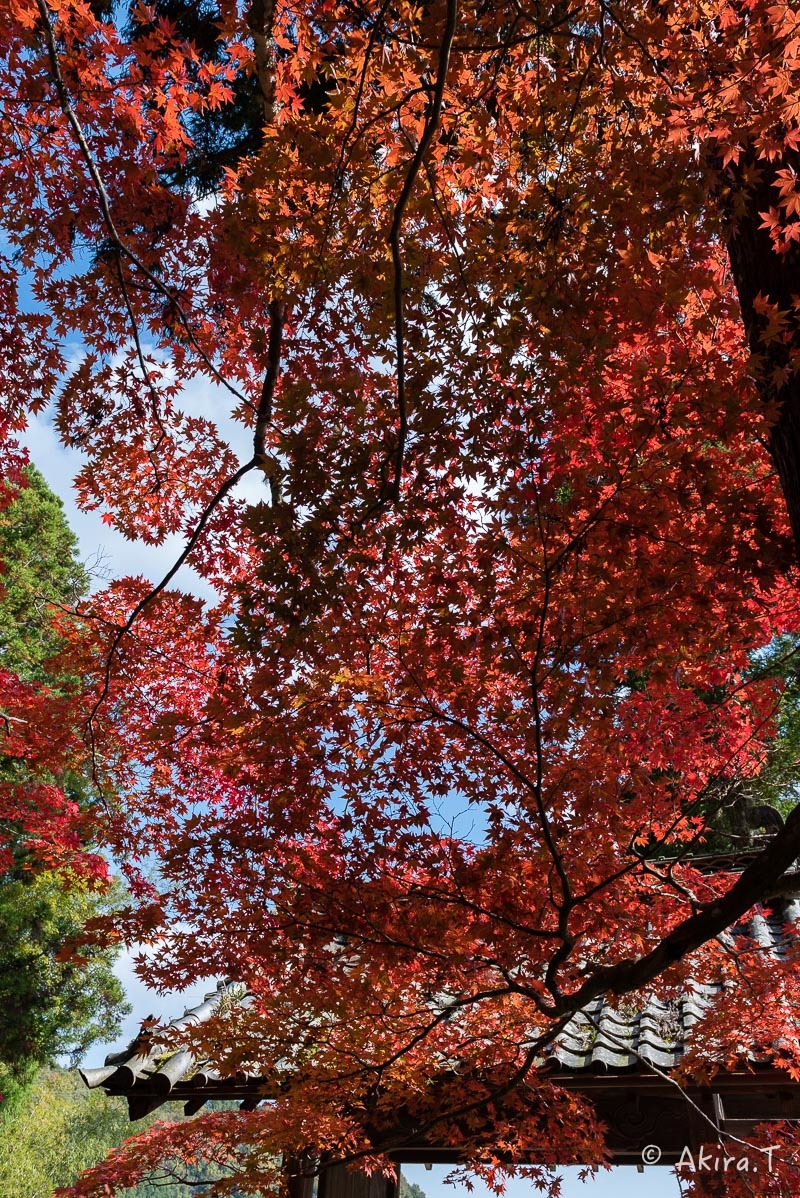 京都の紅葉 2016 〜2〜_f0152550_23164948.jpg