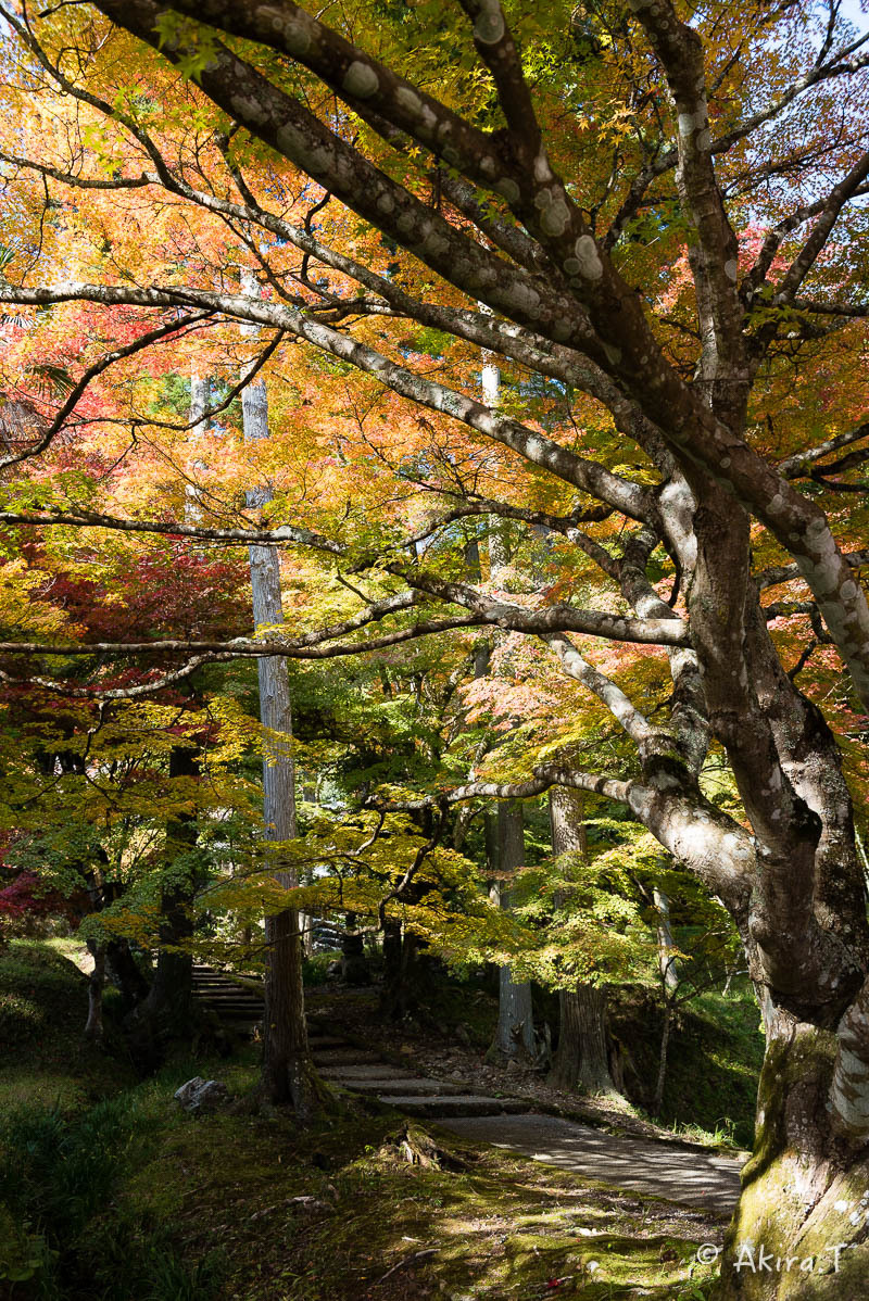 京都の紅葉 2016 〜2〜_f0152550_23182126.jpg