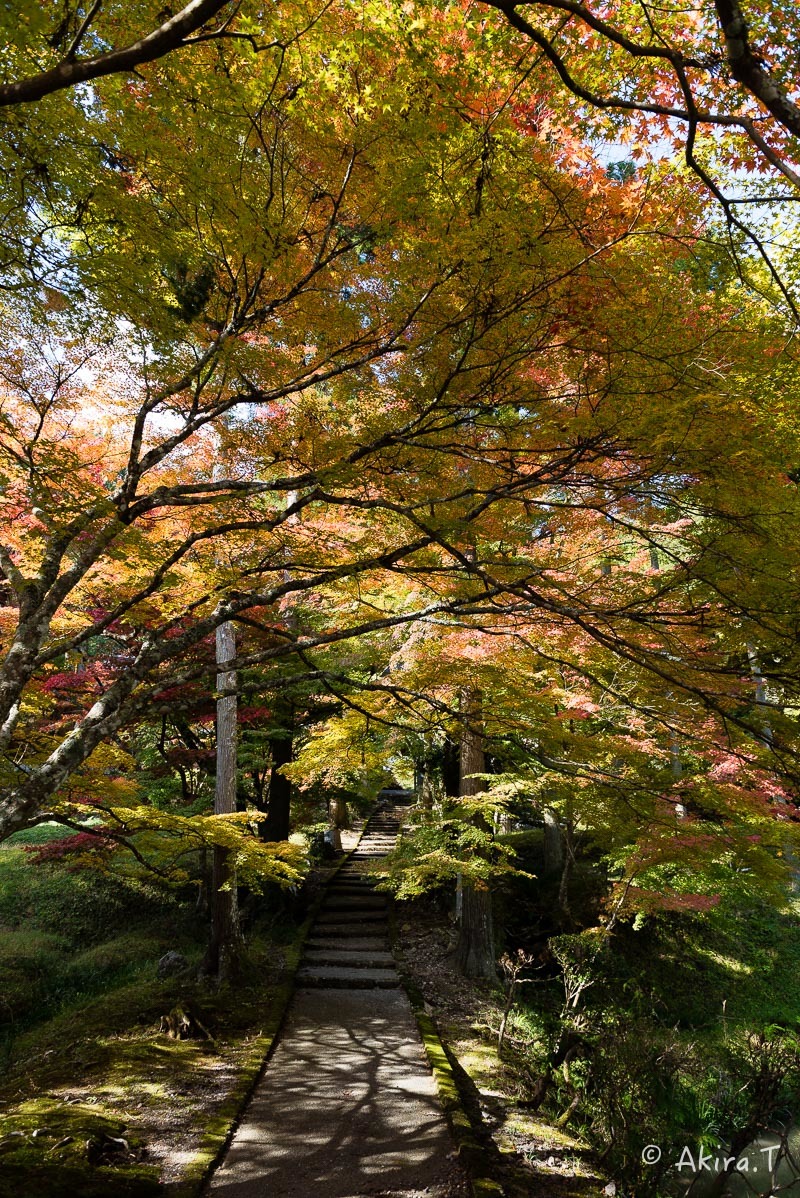 京都の紅葉 2016 〜2〜_f0152550_23184552.jpg