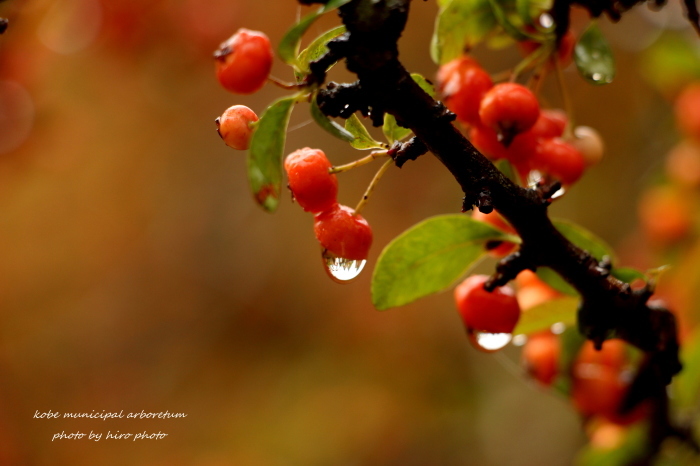 雨の忘れ物_b0328557_21032016.jpg