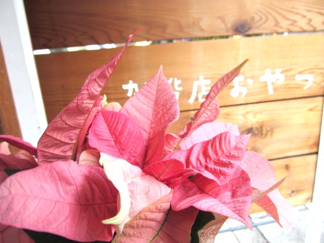 f0129557_1528737.jpg