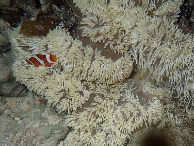 c0180460_11281119.jpg