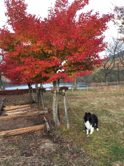 紅葉 宮ヶ瀬 2016 11 16_f0126965_20125436.jpg