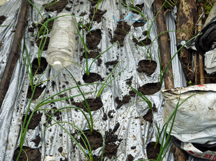 超品薄タマネギと春キャベツの苗を植え付け11・14～15_c0014967_5183418.jpg