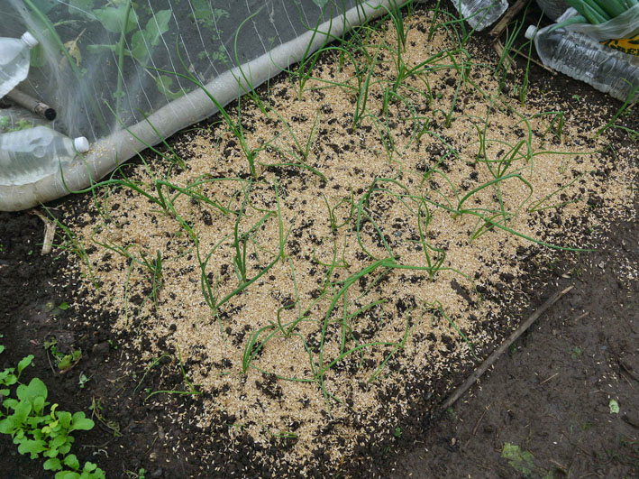 超品薄タマネギと春キャベツの苗を植え付け11・14～15_c0014967_5224796.jpg