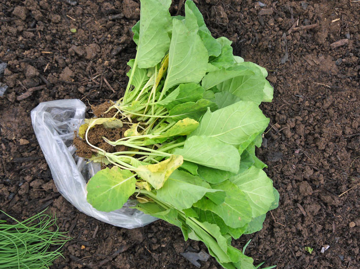 超品薄タマネギと春キャベツの苗を植え付け11・14～15_c0014967_523329.jpg