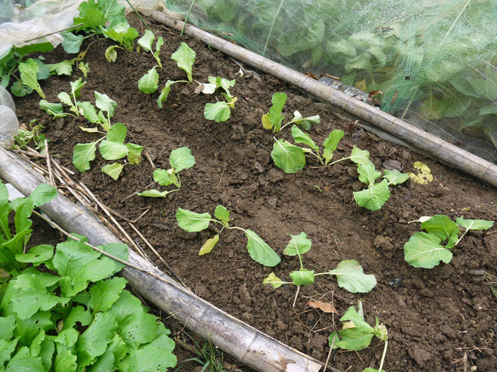 超品薄タマネギと春キャベツの苗を植え付け11・14～15_c0014967_5235249.jpg