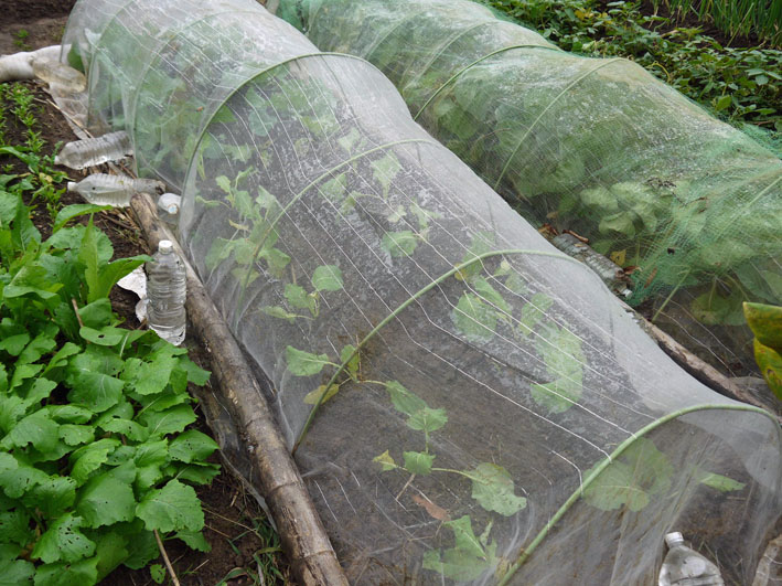 超品薄タマネギと春キャベツの苗を植え付け11・14～15_c0014967_524203.jpg