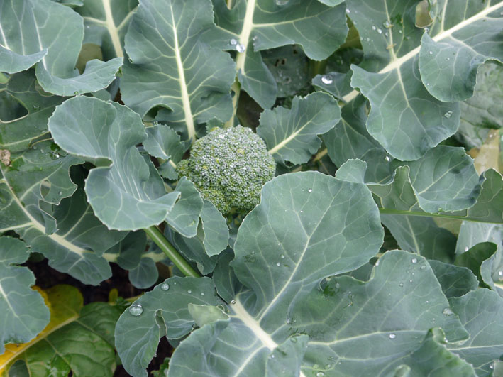 超品薄タマネギと春キャベツの苗を植え付け11・14～15_c0014967_5245624.jpg