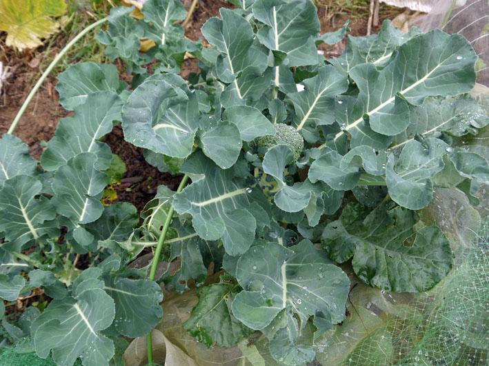 超品薄タマネギと春キャベツの苗を植え付け11・14～15_c0014967_525974.jpg